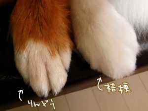 茶まんじゅうと、大福
