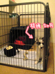 生後2ヶ月の頃