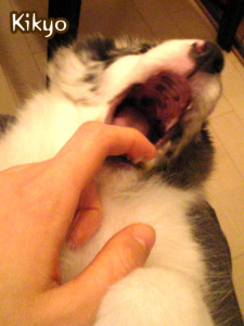 あんがががが