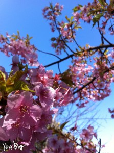 春なんですね 春なんですね