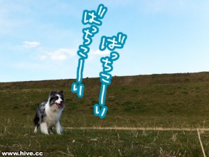 桔梗選手 やる気満々 桔梗選手 やる気満々