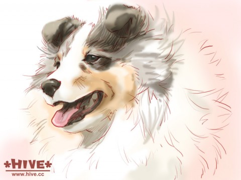 Sheltie Illustration Sheltie Illustration