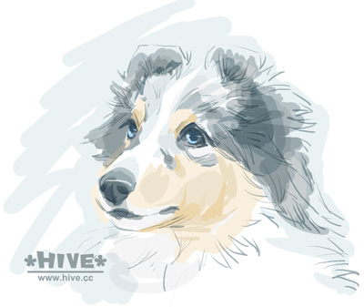 Sheltie Illustration "Kaito" Sheltie Illustration "Kaito"