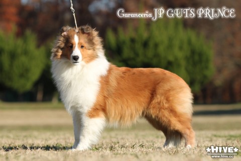 "Garanceria JP GUTS PRINCE" 6month old. "Garanceria JP GUTS PRINCE" 6month old.
