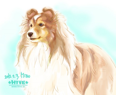 Shetland sheepdog "SHERRY" Shetland sheepdog "SHERRY"