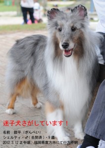 銀平くん(サイトから拝借しました) 銀平くん(サイトから拝借しました)
