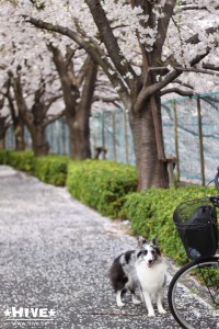 途中の桜並木で 途中の桜並木で