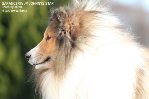 Garanceria JP Johnnys Star "Leon" Garanceria JP Johnnys Star "Leon"
