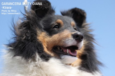 Garanceria Dirty Diana "Kirara" Garanceria Dirty Diana "Kirara"