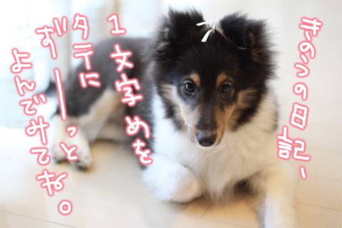 撫子ちゃん(偽名)からのお知らせです 撫子ちゃん(偽名)からのお知らせです