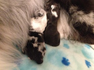 Kikyo's Babies