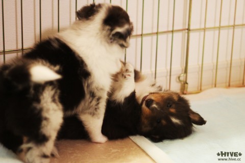 すっかり子犬らしくなりました