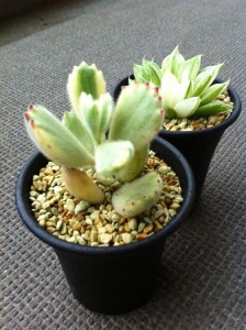 熊童子錦＆宝草錦