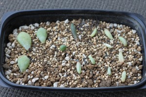 とにかく土の上に置いてみる