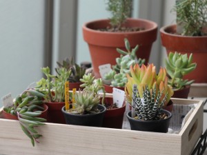 アリスガーデンで購入した鉢など