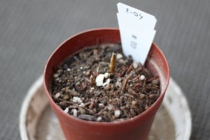 かつてオーロラだったもの