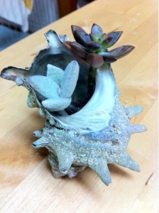 福兎耳？とブロンズ姫