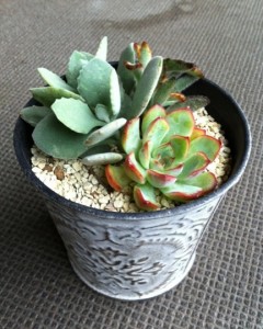 鉢の方が高い(´・ω・｀)