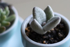 福兎耳？白兎耳？