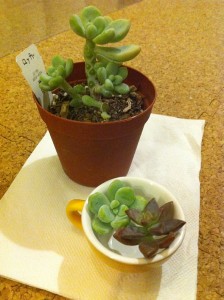 残念なロッティーさん