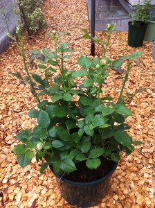 アンブリッジ・ローズ1日目