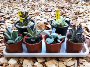 ケモミミシリーズ