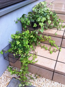 伸び放題のアイビー