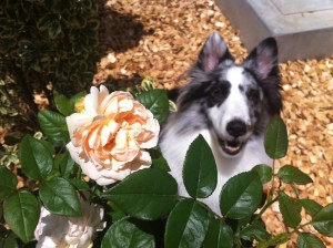 アンブリッジ・ローズと桔梗(犬)