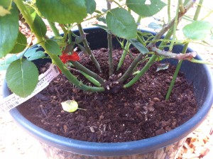 ベイサルシュートは4本