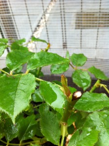 シュートが出た、和音