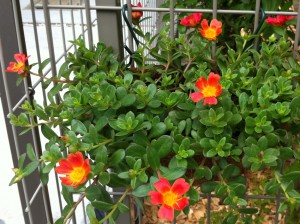 ポーチュラカ1号