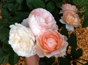 3日間の花を、並べてみた