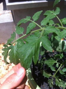 小さいポツポツは卵か?(怖