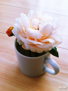 ちっこいカップに入れました