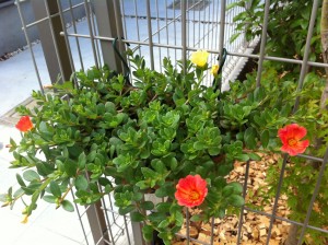 ポーチュラカ1号