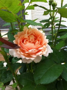 我が家に来て、最初に開いた花