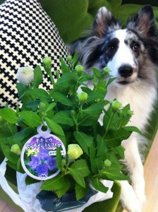 センチメンタルブルーと、桔梗