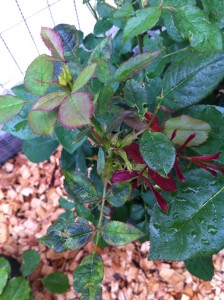 アンブリッジ・ローズ