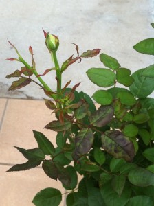 ベイサルシュート1