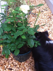 バラと、りんどう（犬）