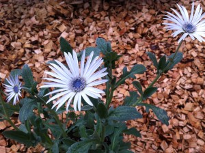 アークトチス・グランディス