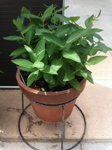 センチメンタルブルー