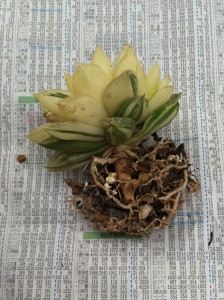 チーン(´・ω・`)