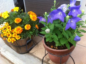 桔梗（センチメンタルブルー）