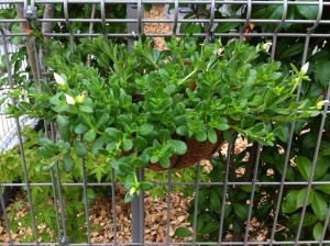 ポーチュラカ2号