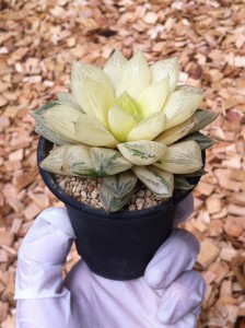 ハオルチア「宝草錦」