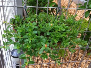 ポーチュラカ1号