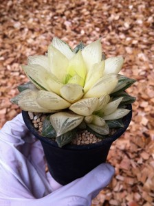 子株育ったなあ