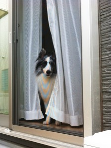 ちょっとだけ反省の表情