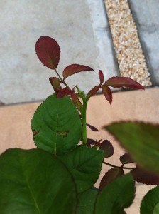 ベイサルシュート3